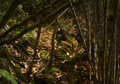 Snub-nosed monkeys with infants: filmed as they walked into the camera trap. Photograph courtesy of Fauna &amp; Flora International, BANCA and PRCF